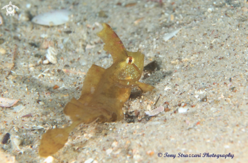 A Cristiceps aurantiacus | Yellow Crested Weedfish