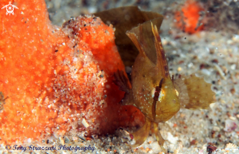 A Chromodoris aureopurpurea | Yellow Crested Weedfish