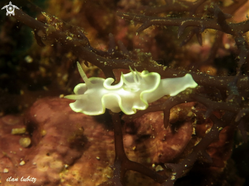 A nudibranch