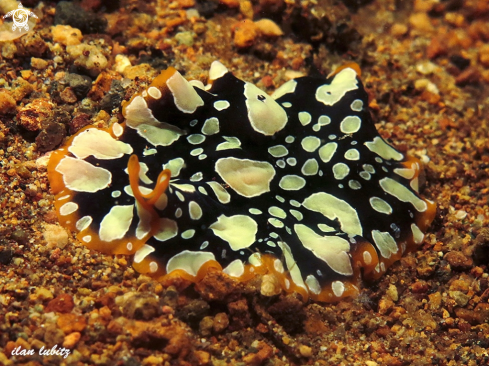 A Pseudoceros scintillatu | flatworm