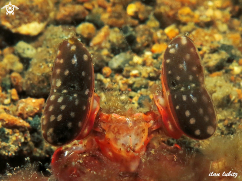 A Mantis Shrimp