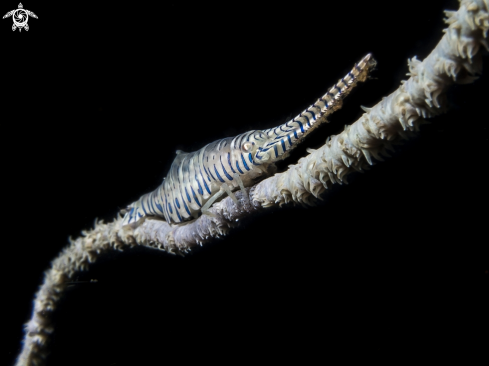 A Sawblade Shrimp