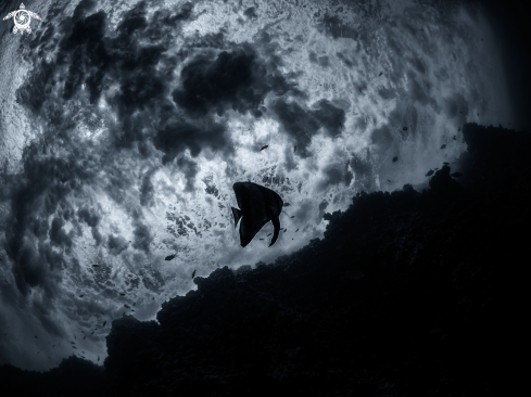 A Longfin Batfish,
