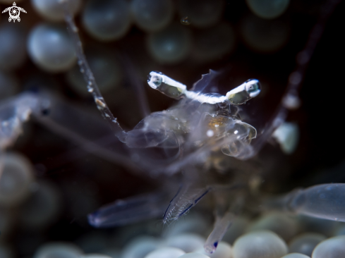 A Ancylomenes holthuisi | Anemone Shrimp