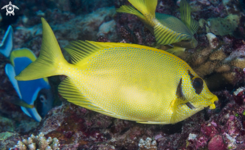 A Siganus Puelloides | Blackeye Rabbitfish