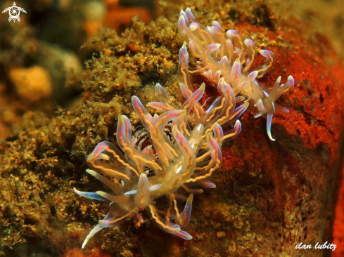 A nudibranch