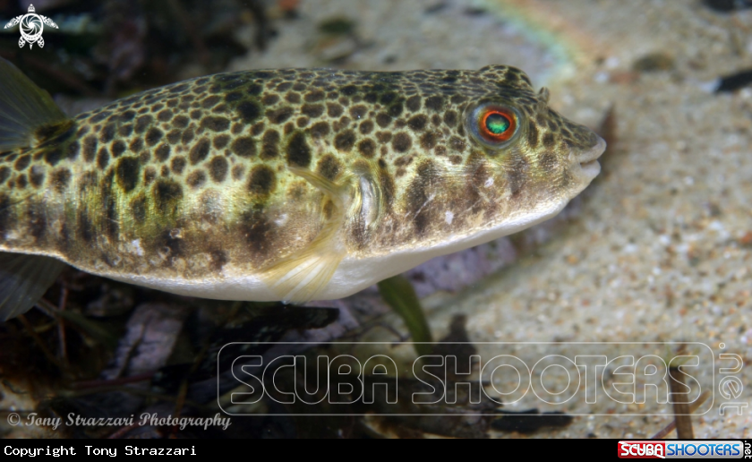 A Common Toadfish