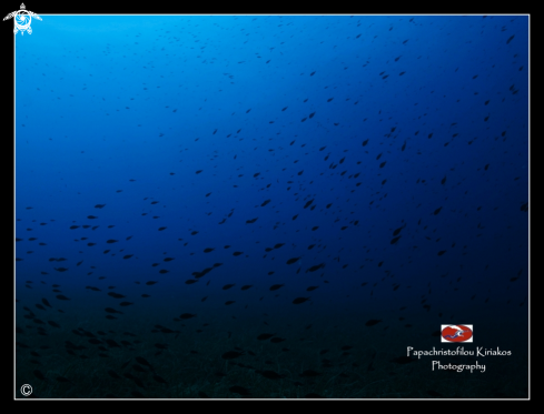 A Chromis-chromis | Kassandra-Halkidiki-Greece