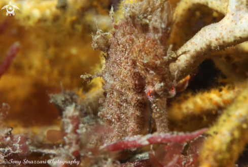 A Hippocampus whitei | White's seahorse