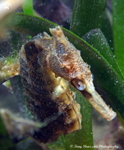 A White's seahorse