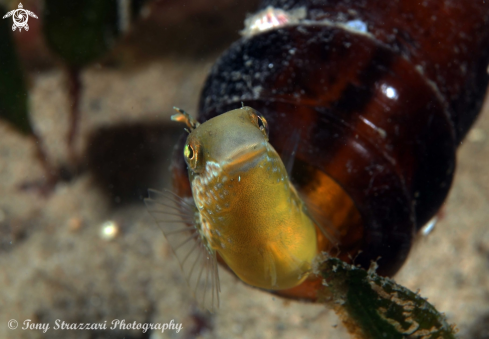 A Plagiotremus tapeinosoma | Hit & Run Fang Blenny