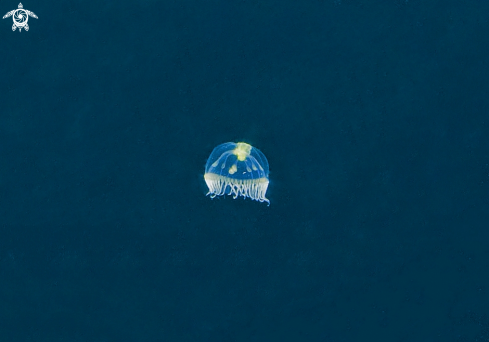 A Zooplancton
