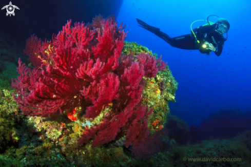 A Gorgonian