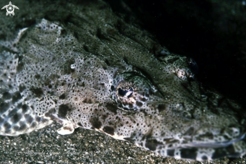 A Crocodile flathead