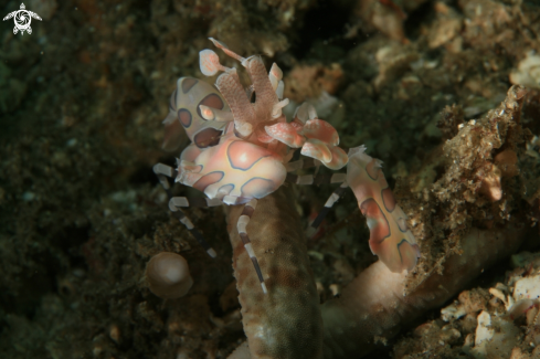 A Harlequin Shrimp