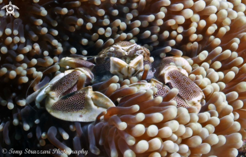 A Neopetrolisthes maculatus | Porcelain crab