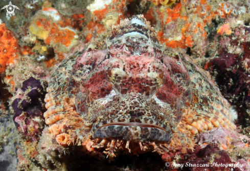 A Parascorpaena picta | Painted Scorpionfish