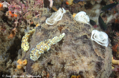 A Glossodoris atromarginata | Black-Margined Glossodoris