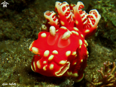 A Gymnodoris aurita | nudibranch