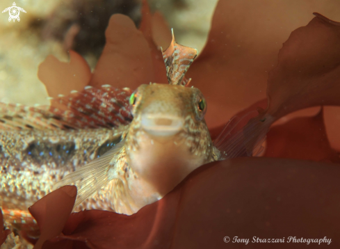 A Petroscirtes lupus | Brown Sabretooth Blenny