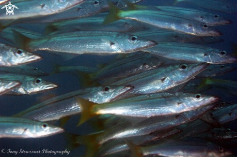 A Yellowtail pike