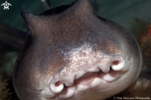 A Heterodontus portusjacksoni | Port Jackson Shark