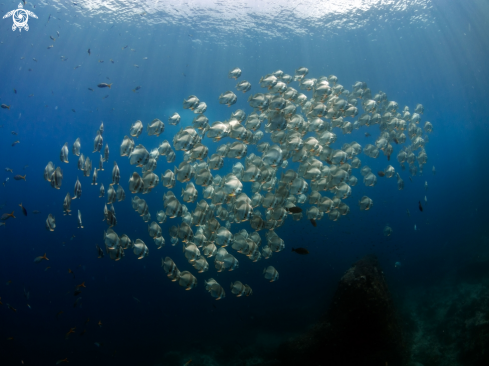 A Longfin Batfish