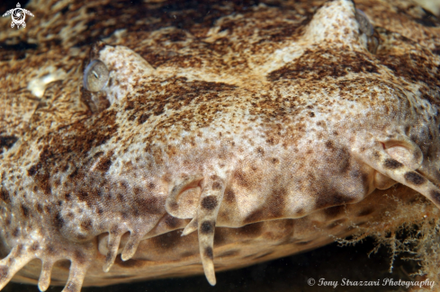 A Orectolobus ornatus | Dwarf ornate wobbegong