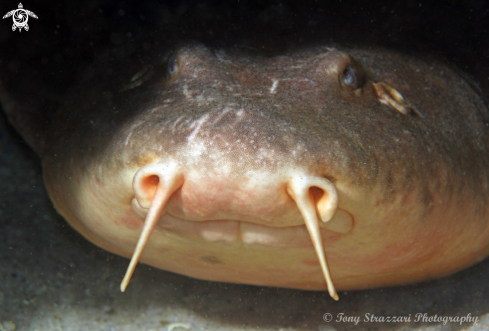 A Brachaelurus waddi | Blind shark