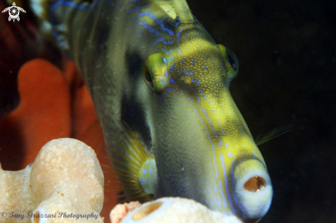 A Yellow Finned Leatherjacket)