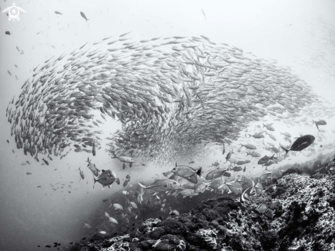 A Selaroides leptolepis | Smoothtailed Trevally