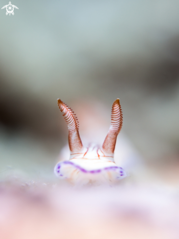 A Hypselodoris sp. | Hypselodoris sp.