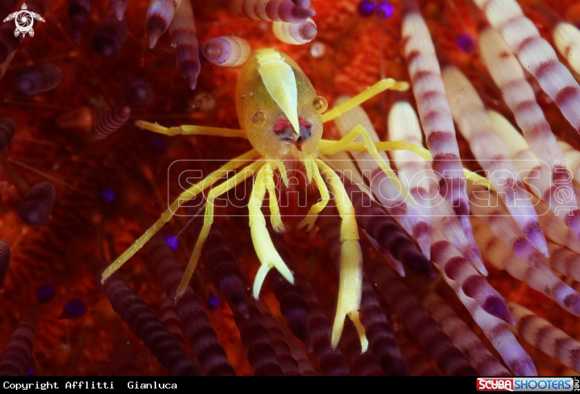 A crinoid shrimp