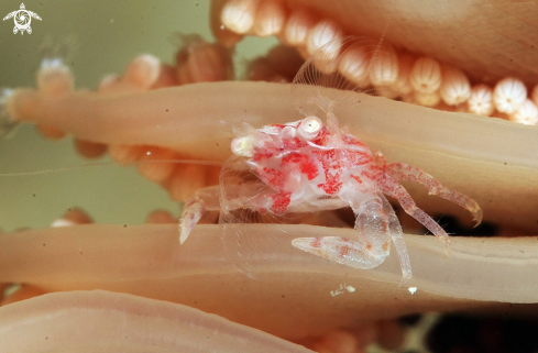 A coral crab