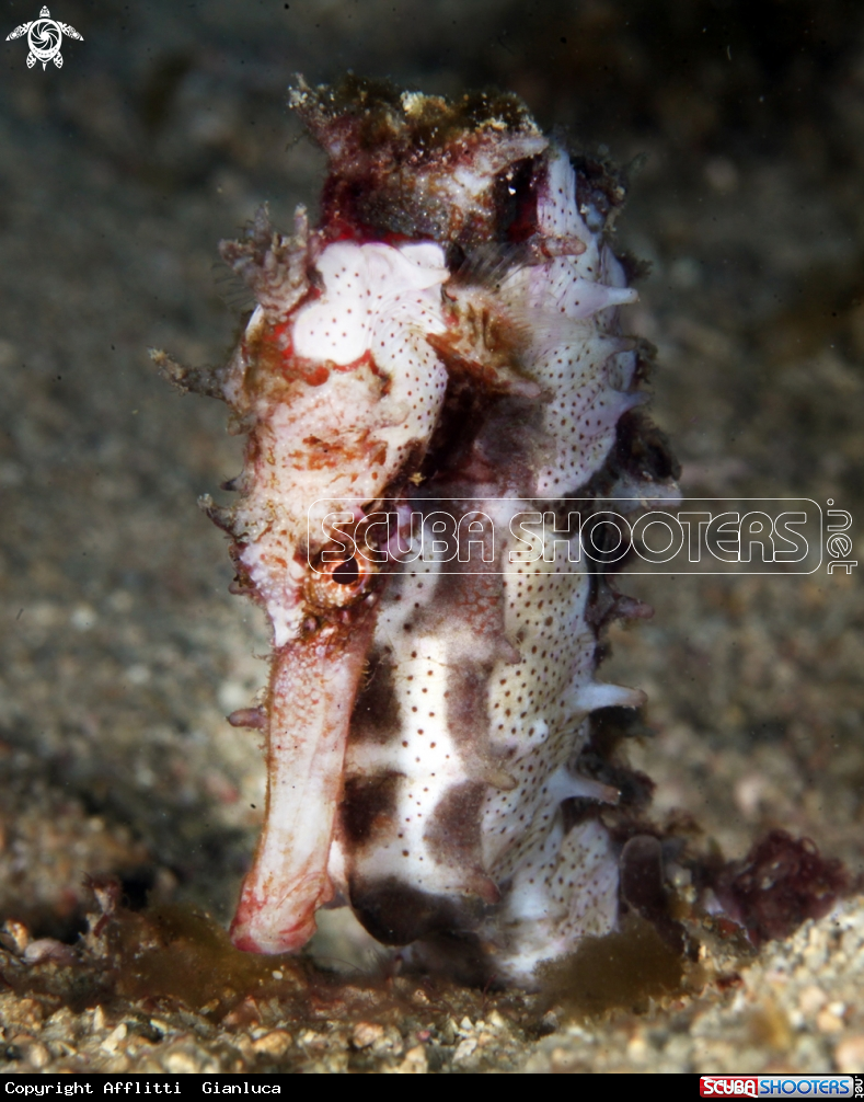 A hippocampus histrix seahorse