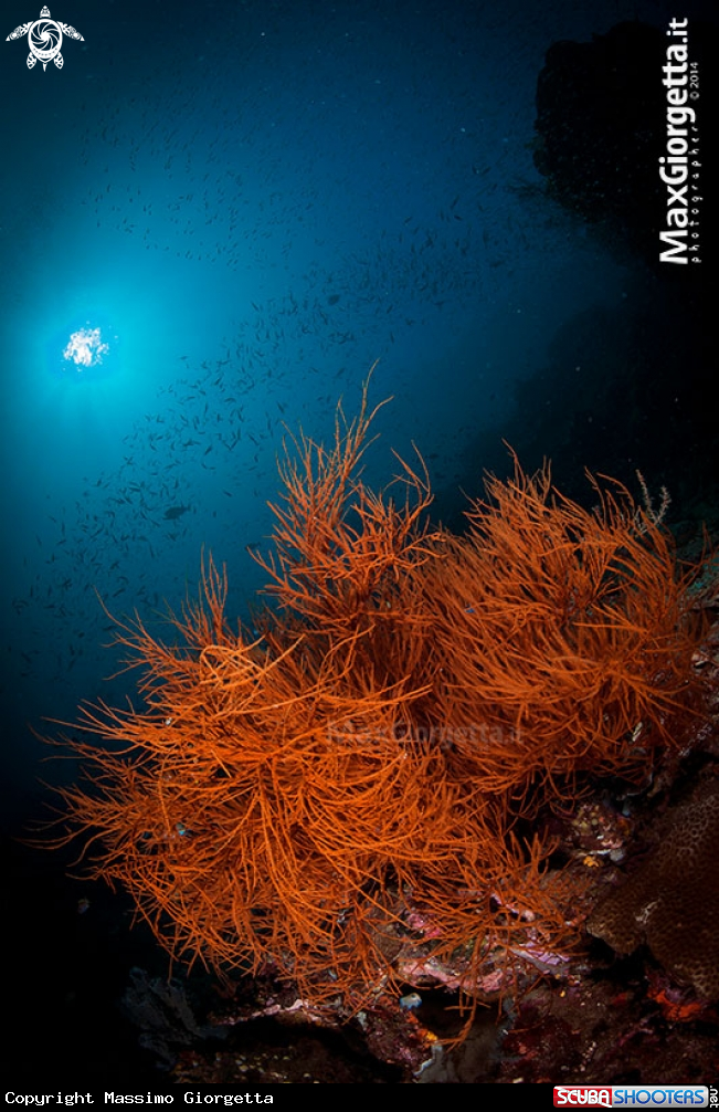 A red coral