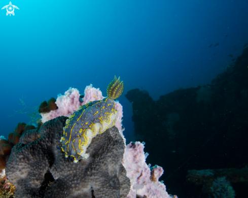 A Hypselodoris picta | Giant Doris