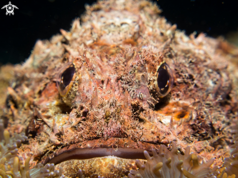 A Raggy Scorpianfish