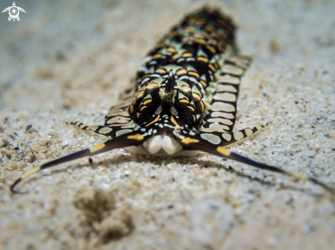 A Cerberilla ambonensis