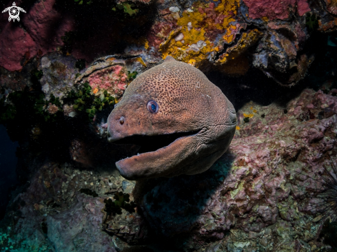 A Giant Moray