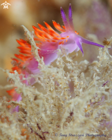 A Undescribed flabellina