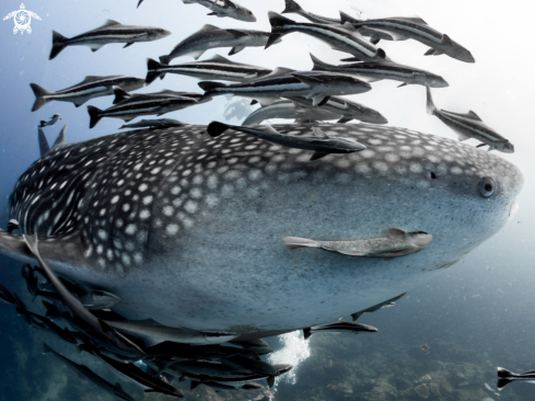 A Whale Shark