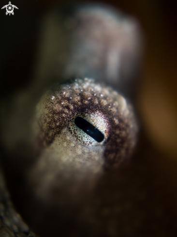 A Coconut Octopus