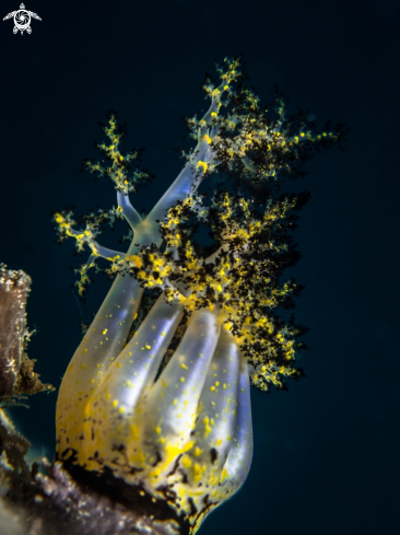 A Pentacta sp. | Sea Cucumber