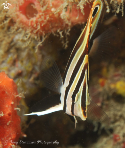 A Truncate coralfish
