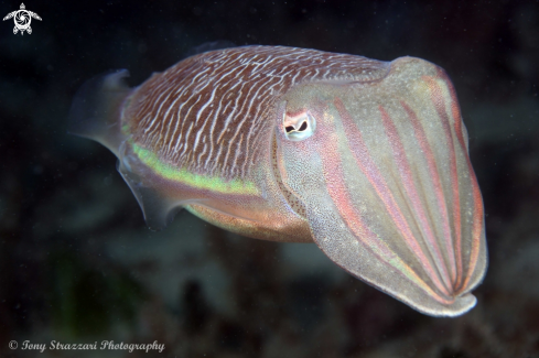 A Mourning cuttle