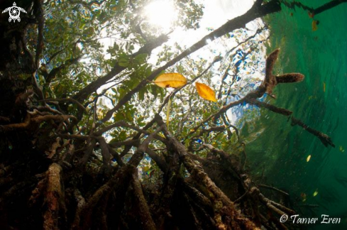 A Mangroves