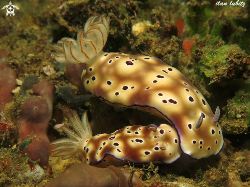 A Hypselodoris tyroni | nudibranch