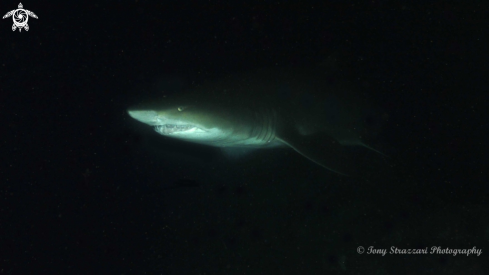 A Grey Nurse Shark (Sand Tiger, Ragged Tooth)