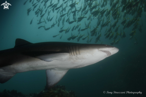 A Grey Nurse Shark (Sand Tiger, Ragged Tooth)